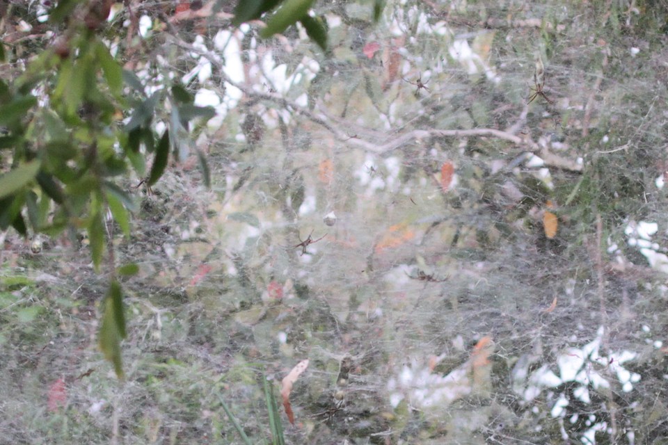 Tent Spider (Cyrtophora molucensis) (Cyrtophora molucensis)